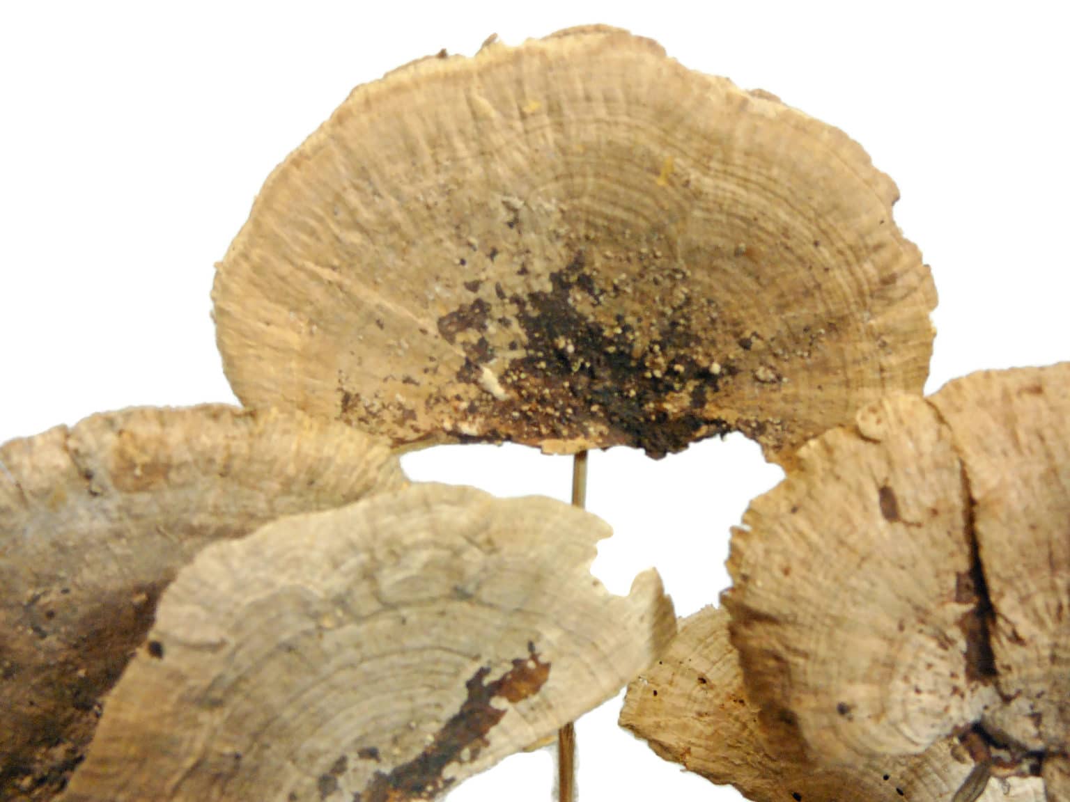 Dried Sponge Mushrooms, Pack of 7 Ladybug Wreaths Shop