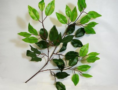 ficus-leaf-stem